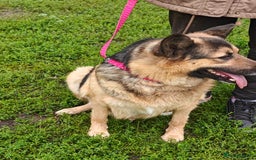 Mixed Breed dogs for adoption: 💖🐶 SIMA 🐶💖 - Image 7