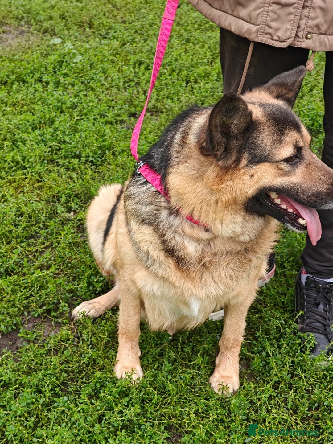 Mixed Breed dogs for adoption: 💖🐶 SIMA 🐶💖 - Image 7
