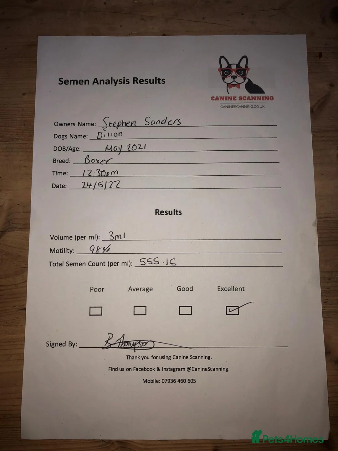 Boxer dogs for stud: 💥TOP QUALITY PROVEN FLASHY KC BOBTAIL FOR STUD💥 in Liverpool - Advert 8