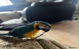 Macaws birds for sale: Blue&gold macaw for sale - Image 4