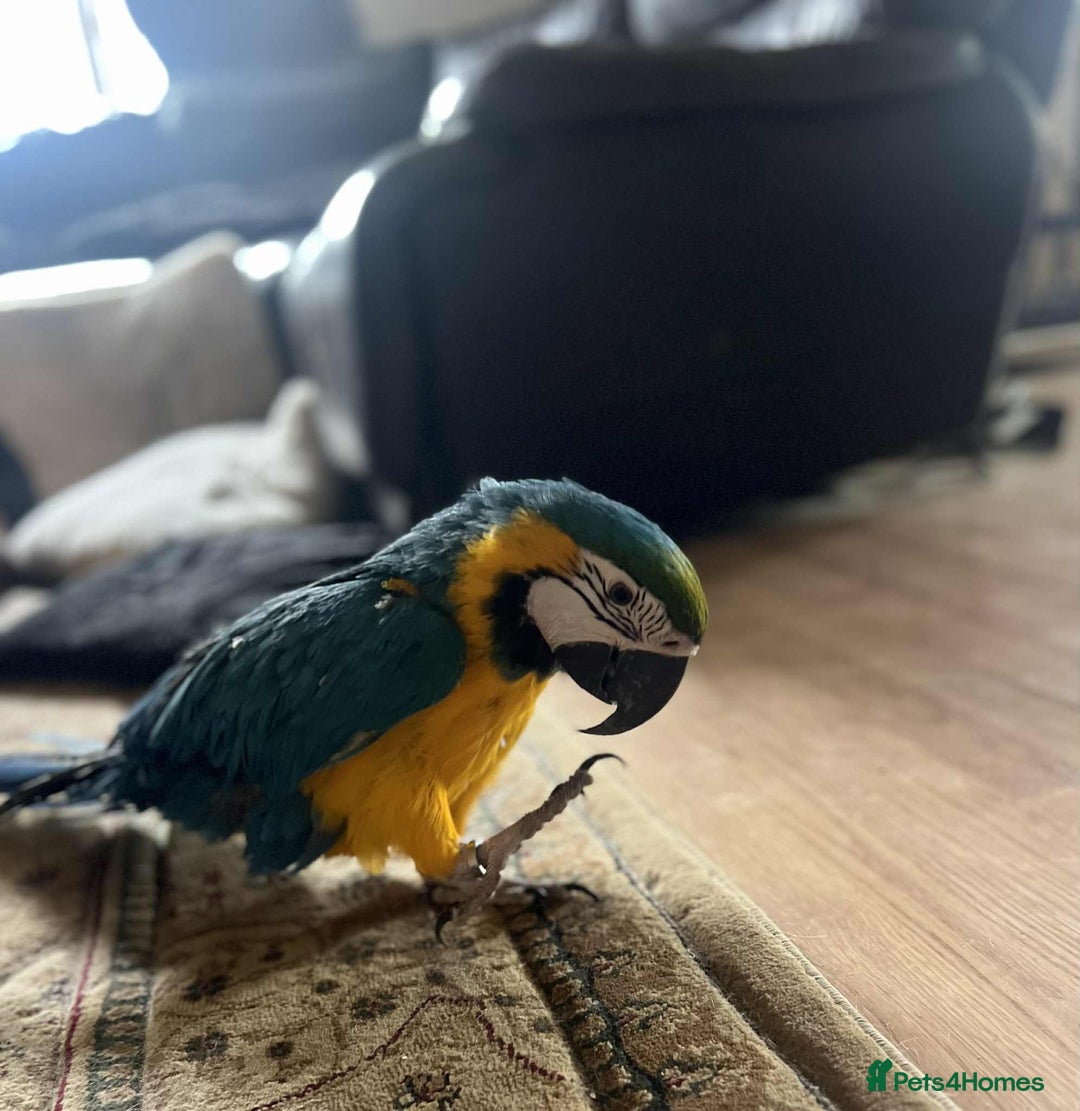 Macaws birds for sale: Blue&gold macaw for sale - Image 4