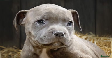 Staffordshire Bull Terrier dogs - Advert 4