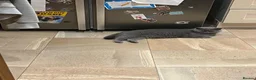 British Shorthair cats for sale: Boy kittens - Advert 21