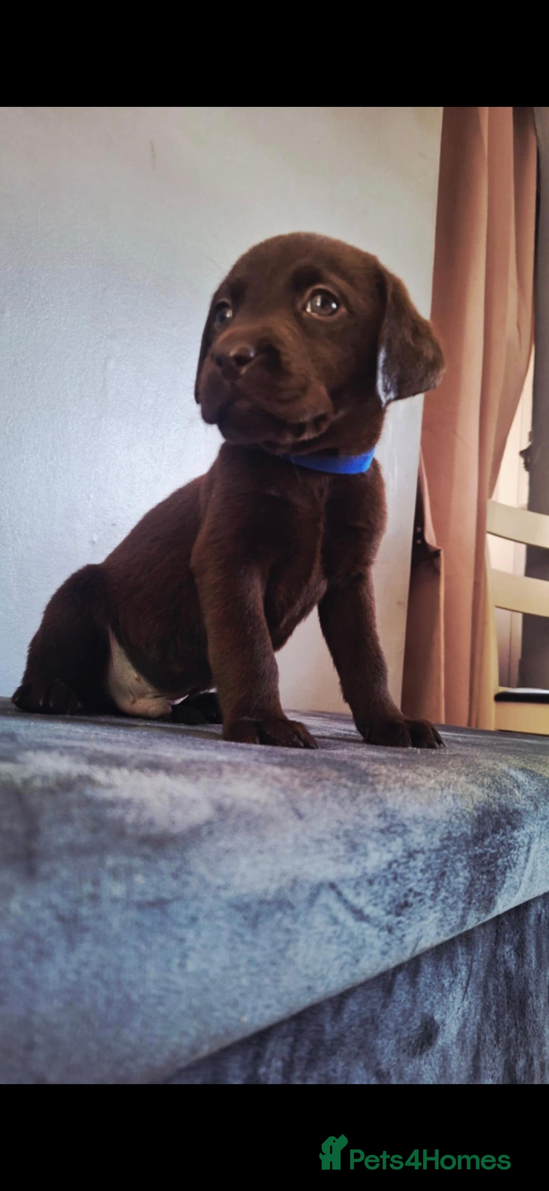 Labrador Retriever dogs for sale: Labrador puppys - Image 6