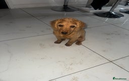 Cockapoo dogs for sale: Brown cockapoo pup  - Image 2