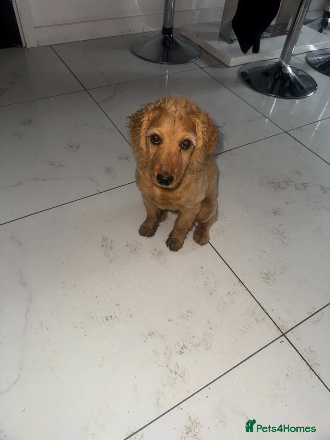 Cockapoo dogs for sale: Brown cockapoo pup  - Image 2