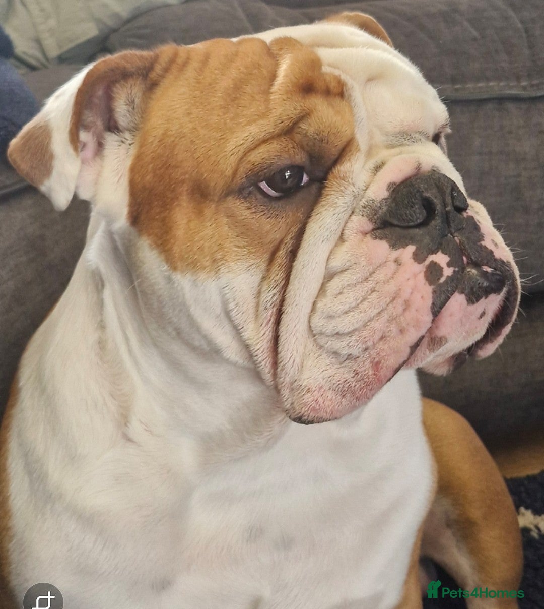 English Bulldog dogs KCBloodline English Bulldog STUD- excellent nature in Darwen - Advert 1