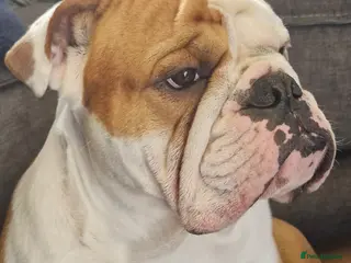 English Bulldog dogs KCBloodline English Bulldog STUD- excellent nature in Darwen - Advert 1