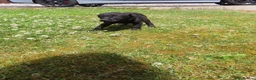 Labrador Retriever dogs for sale: 7 beautiful 5⭐️kc reg labour puppies  in Doncaster - Advert 14
