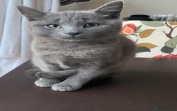 Mixed Breed cats for sale: 2 3month old TORTIE x BRITISH SHORTHAIR KITTENS - Image 37