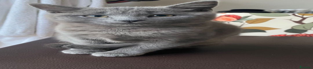 Grey female kitten