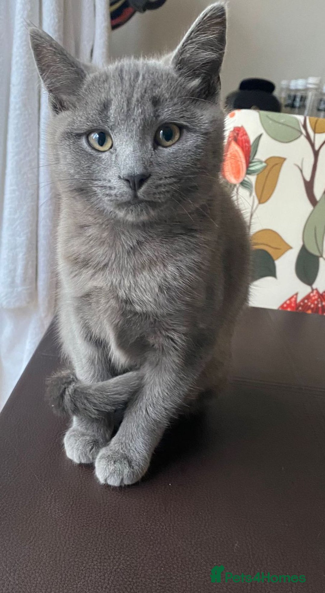 Mixed Breed cats for sale: 2 3month old TORTIE x BRITISH SHORTHAIR KITTENS - Image 37