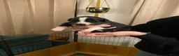 Border Collie dogs for sale: 🐾 Border Collie Puppies for Sale 🐾   in Hook - Advert 3