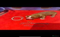 Cavalier King Charles Spaniel dogs for sale: Kc dna clear cavalier puppies available  - Image 10