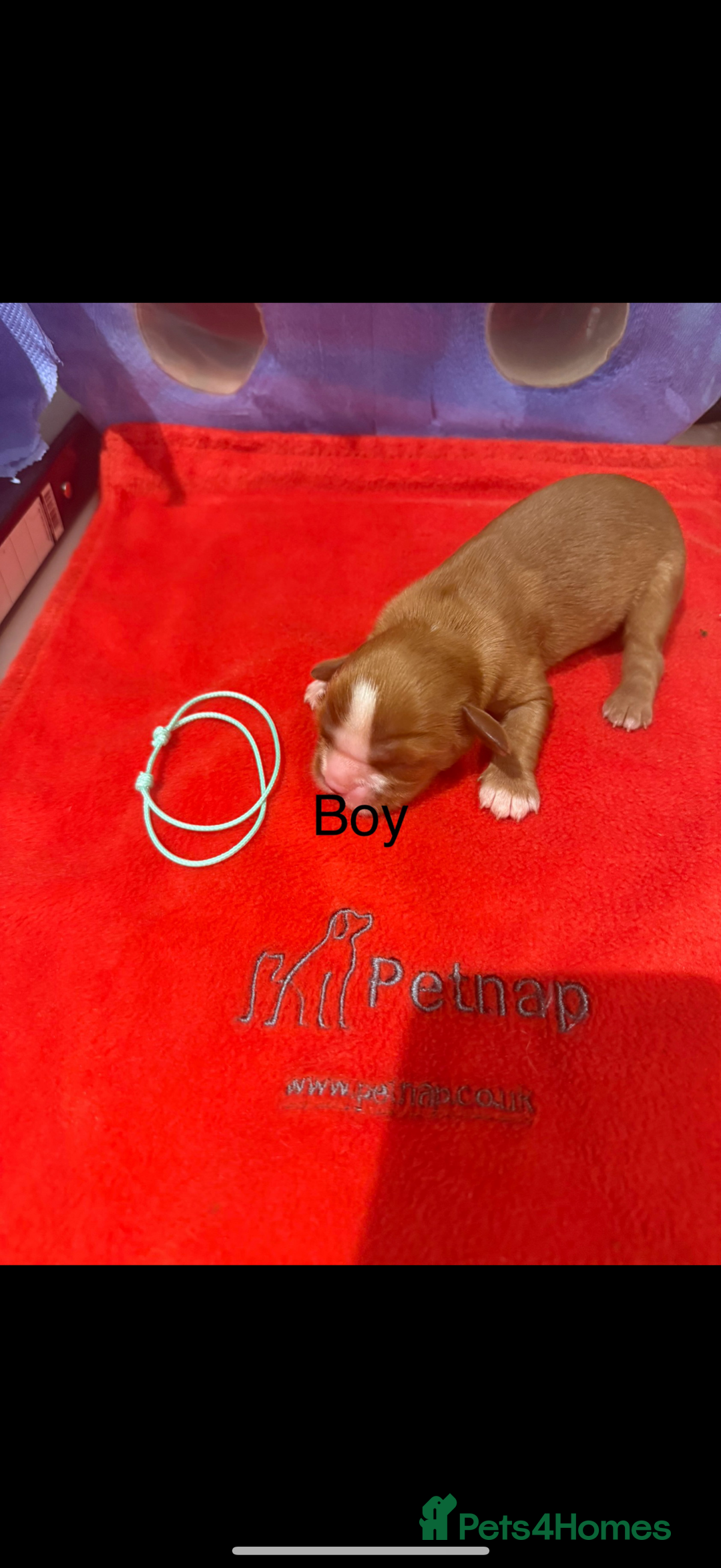 Cavalier King Charles Spaniel dogs for sale: Kc dna clear cavalier puppies available  - Image 10