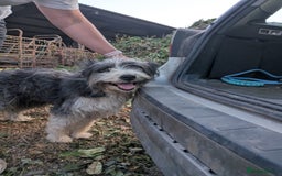 Mixed Breed dogs for sale: Border collie cross/bearded collie puppies  - Image 16