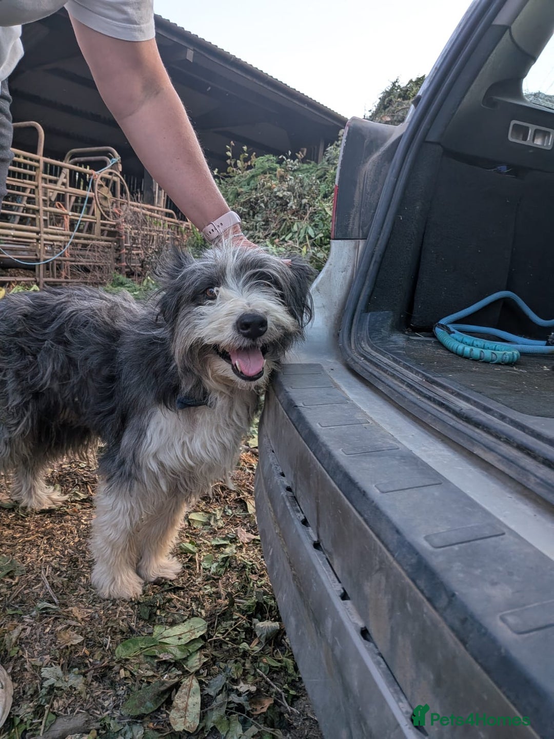 Mixed Breed dogs for sale: Border collie cross/bearded collie puppies  - Image 16