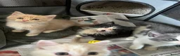 Mixed Breed cats for sale: Kittens  - Advert 6