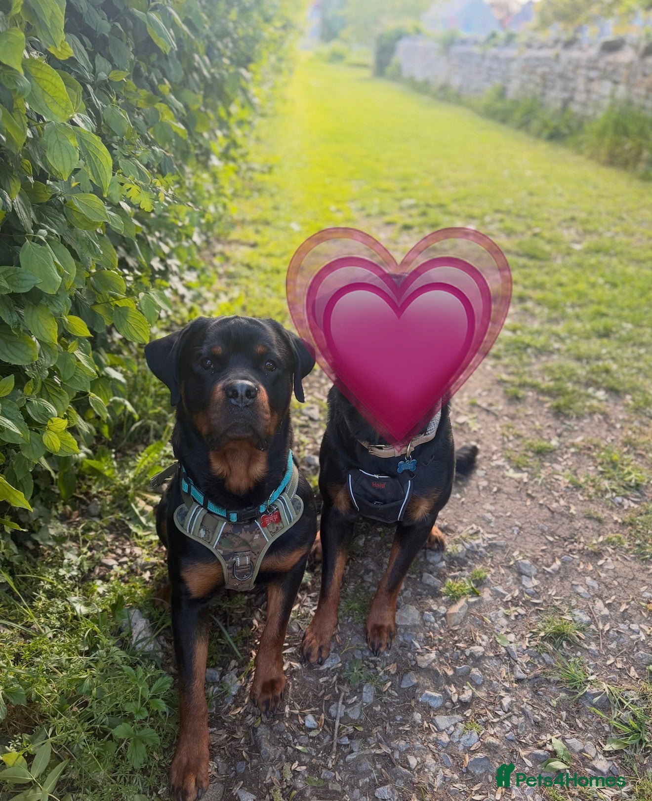 Rottweiler dogs for sale: 18 month old male Rottweiler  - Advert 1