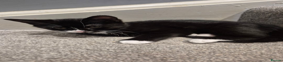 Mixed Breed Kitten 3