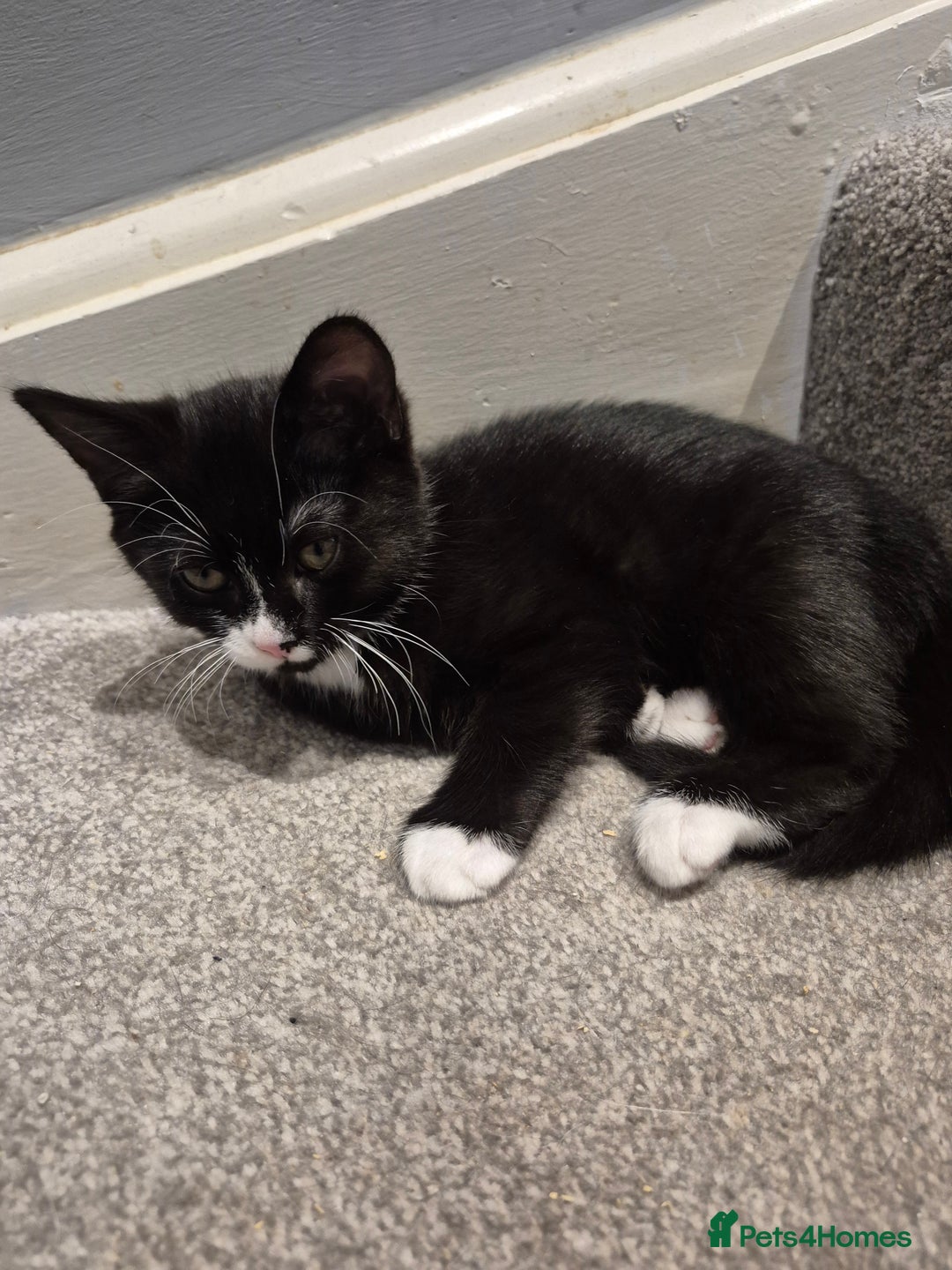 Mixed Breed cats for sale: Kittens for sale - Image 5
