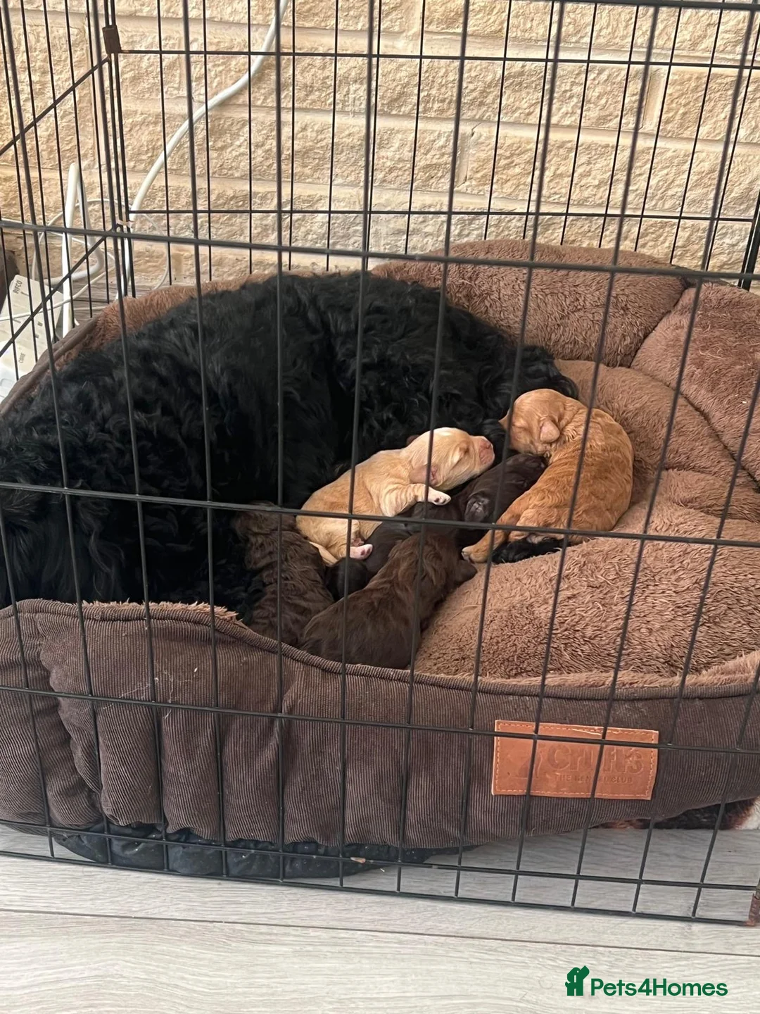 Cockapoo dogs for sale: Cockapoo puppies for sale 2 boys and 1 girl left - Advert 2