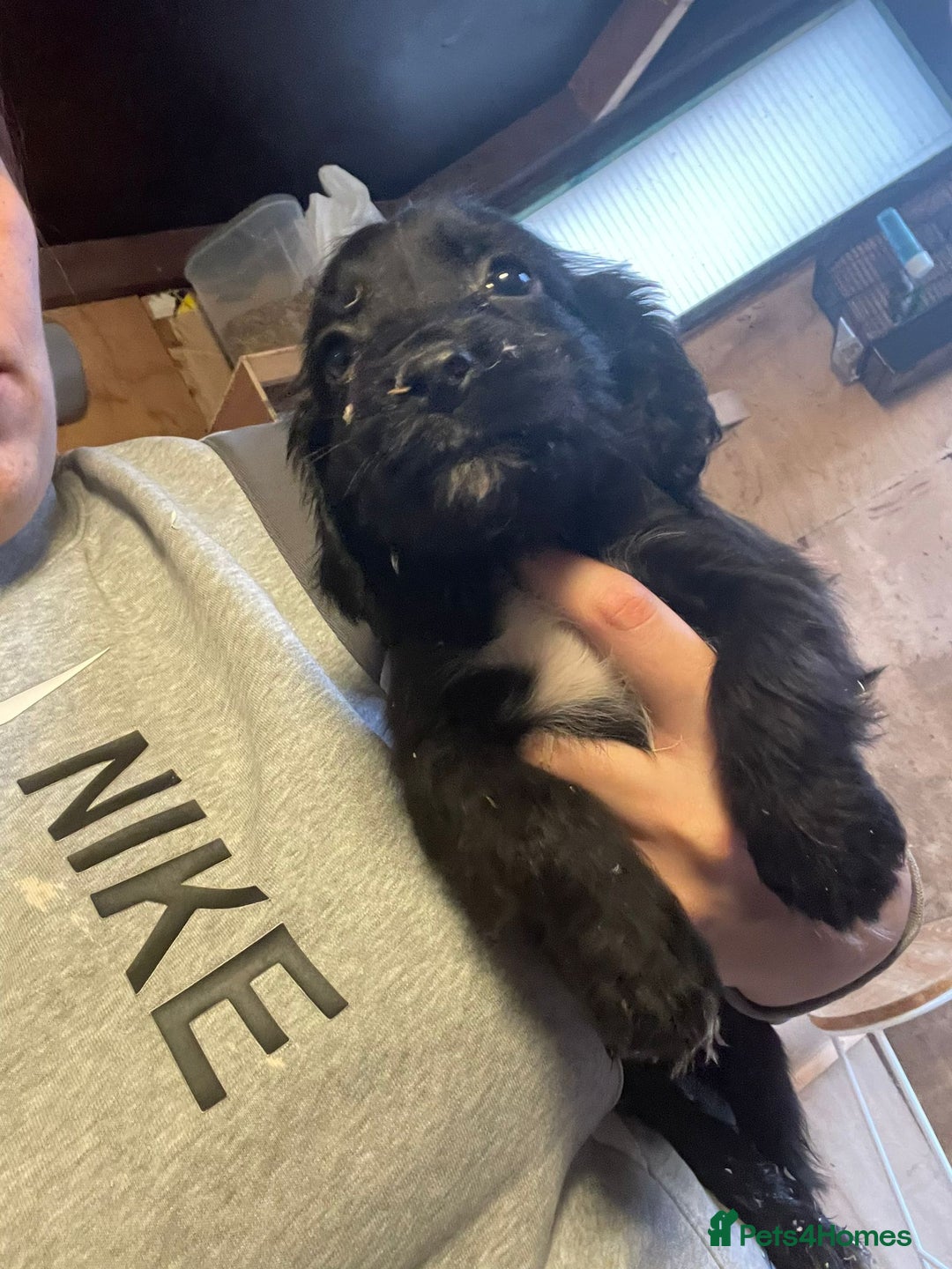 Cocker Spaniel dogs for sale: 3 loving boy cocker spaniels  - Advert 2