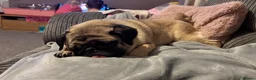 Pug dogs for sale: Tilly  - Advert 14