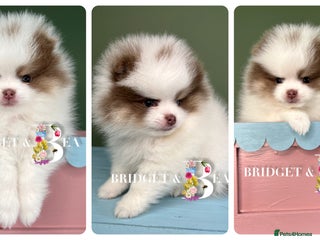 Pomeranian dogs 💛WAITING LIST NOW OPEN💛 - Advert 12