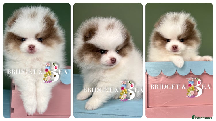 Pomeranian dogs 💛WAITING LIST NOW OPEN💛 - Advert 7