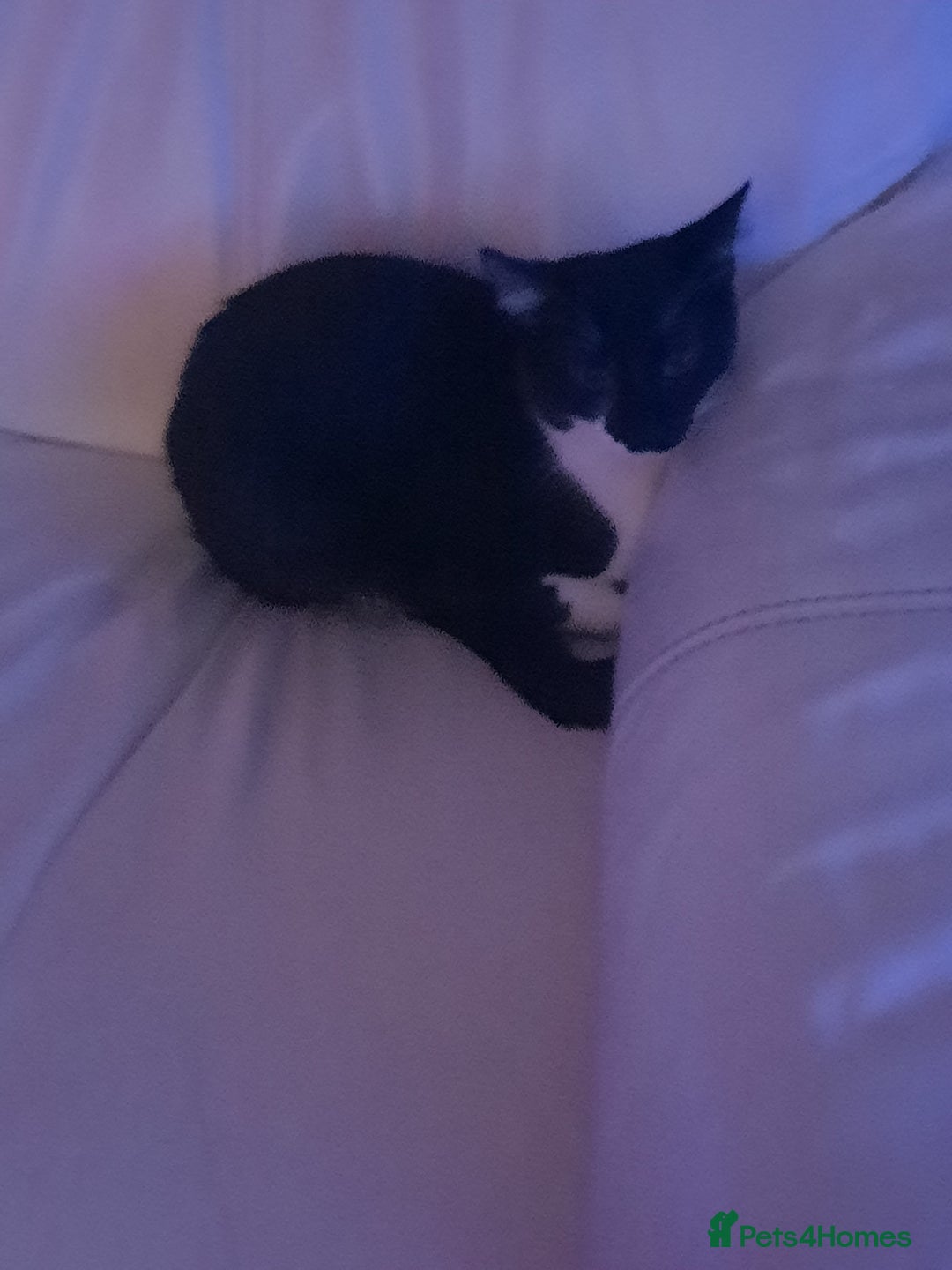 Mixed Breed cats for sale: Enzo  - Image 1