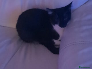 Mixed Breed cats - Advert 11