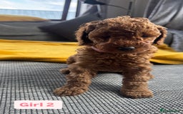 Miniature Poodle dogs for sale: Beautiful red miniature poodle KC Registered  - Image 15