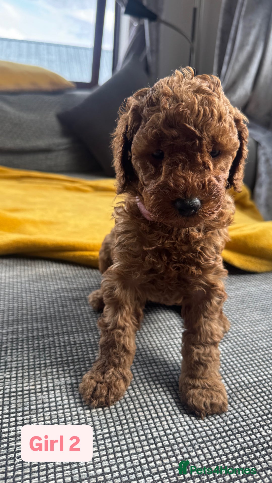 Miniature Poodle dogs for sale: Beautiful red miniature poodle KC Registered  - Image 15
