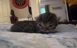 Mixed Breed cats for sale: Half bengals  - Image 12