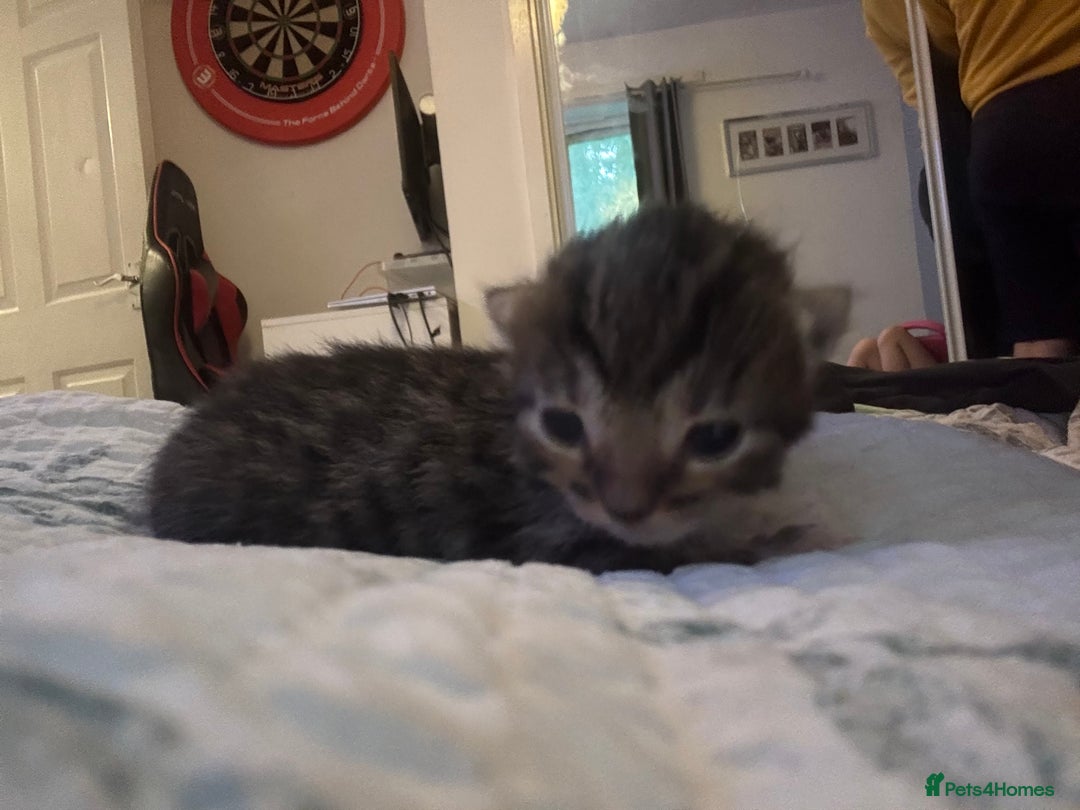 Mixed Breed cats for sale: Half bengals  - Image 12