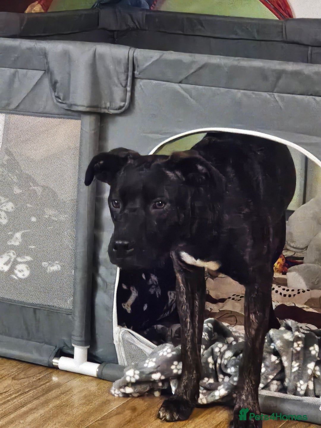 Mixed Breed dogs for sale: Mixed breed 8 month old puppy  - Image 3