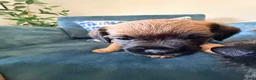 Border Terrier dogs for sale: Border terrier puppies - Advert 17