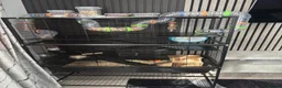 Hamster rodents for sale: Female Syrian Hamster  - Advert 1