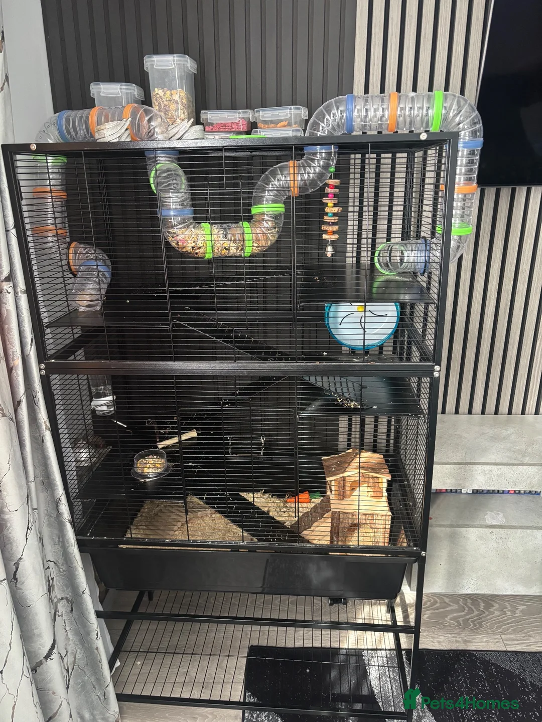 Hamster rodents for sale: Female Syrian Hamster  - Advert 1