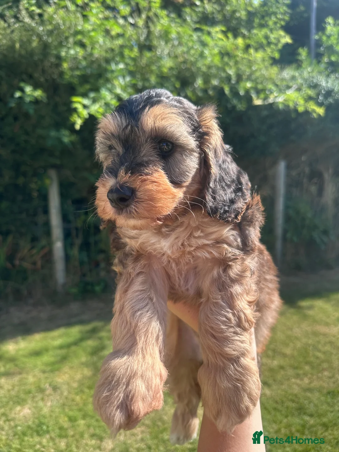 Cockapoo dogs for sale: Beautiful cockapoo girls - chocolate & tan 1 left - Advert 1