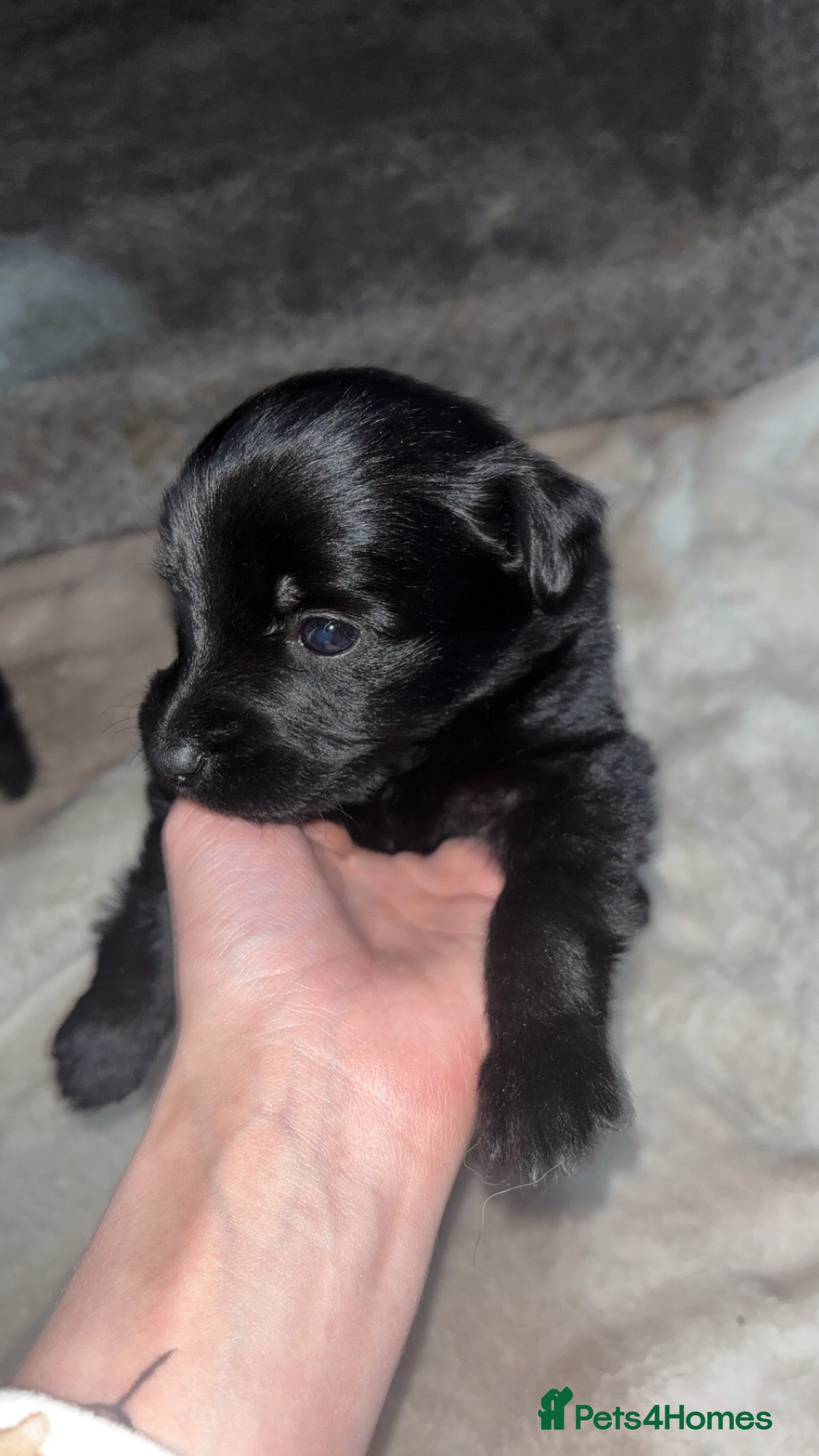 Mixed Breed dogs 9 gorgeous german shepherd cross cockapoo puppies  - Advert 1