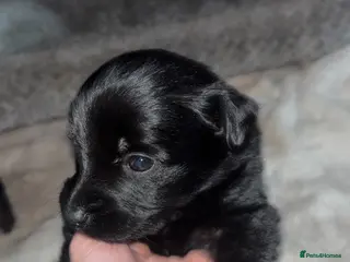 Mixed Breed dogs 9 gorgeous german shepherd cross cockapoo puppies - Advert 1