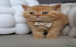 British Shorthair cats for sale: ❤️ Beautiful British Shorthair ❤️ - Image 8