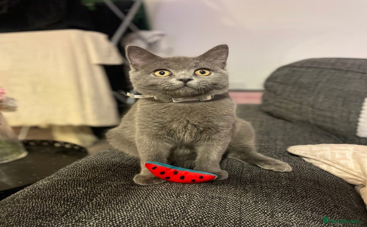 British Shorthair cats - Advert 7