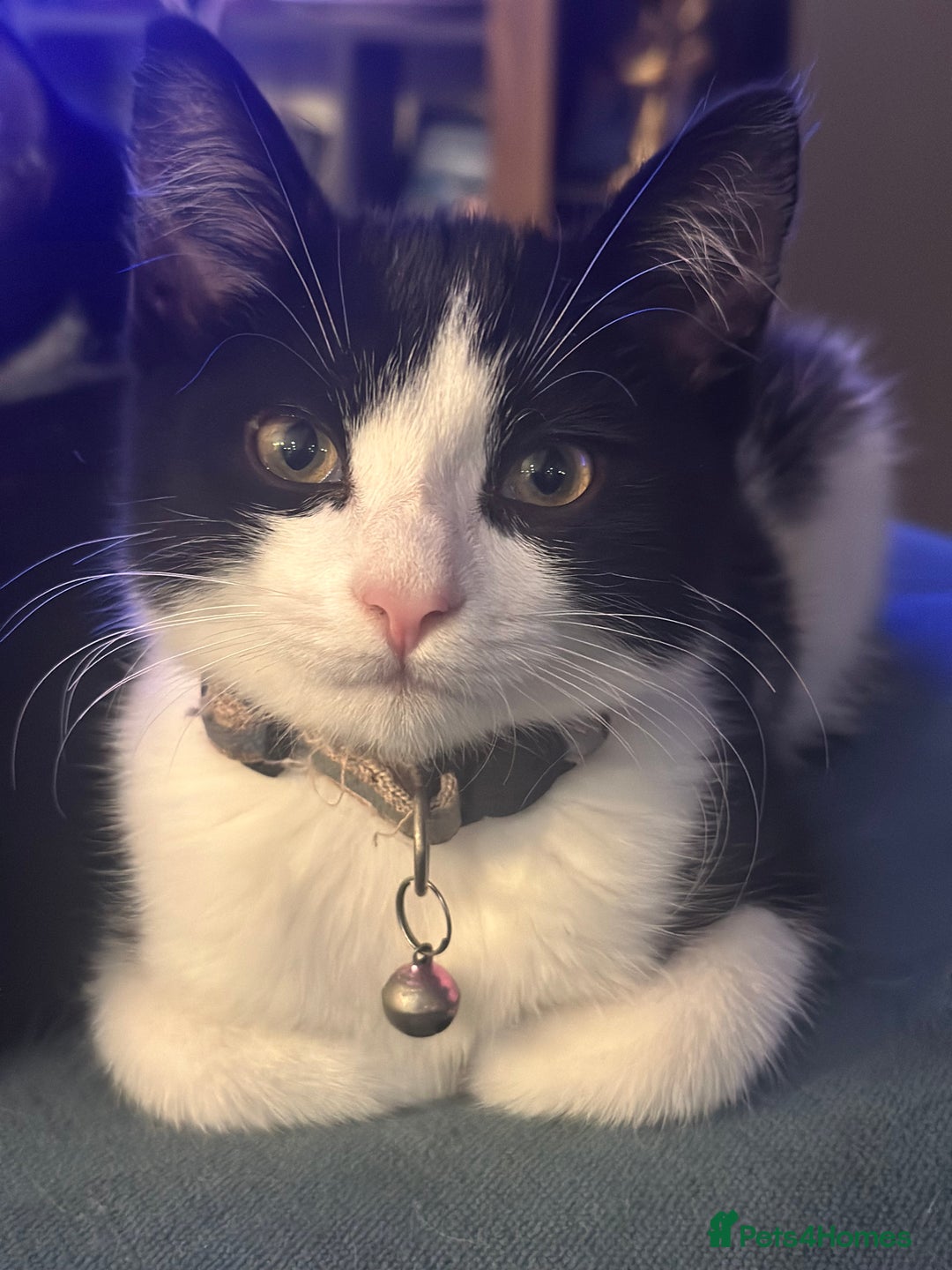 Mixed Breed cats for sale: Beautiful tuxedo kittens  - Image 12