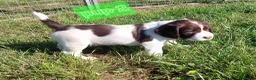 English Springer Spaniel dogs for sale: Fully health tested working springer spaniels  in Buckingham - Advert 12