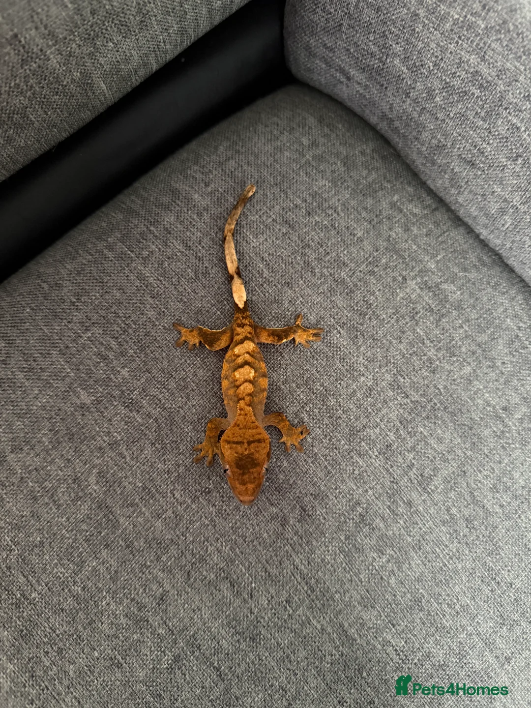 Gecko reptiles for sale: Crested Gecko - Advert 2