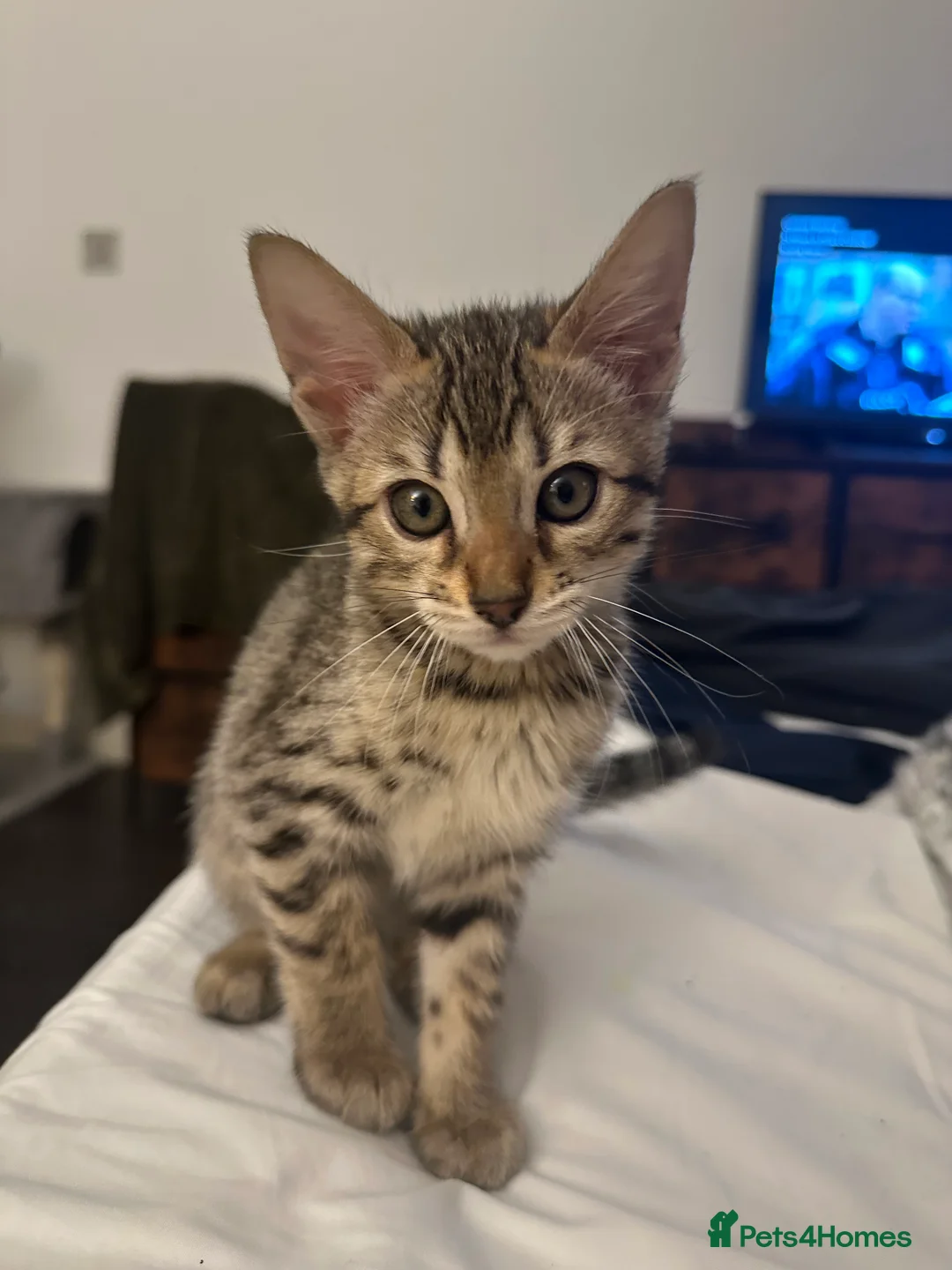 Savannah cats for sale: Savannah X Bengal sepia kittens  - Advert 3