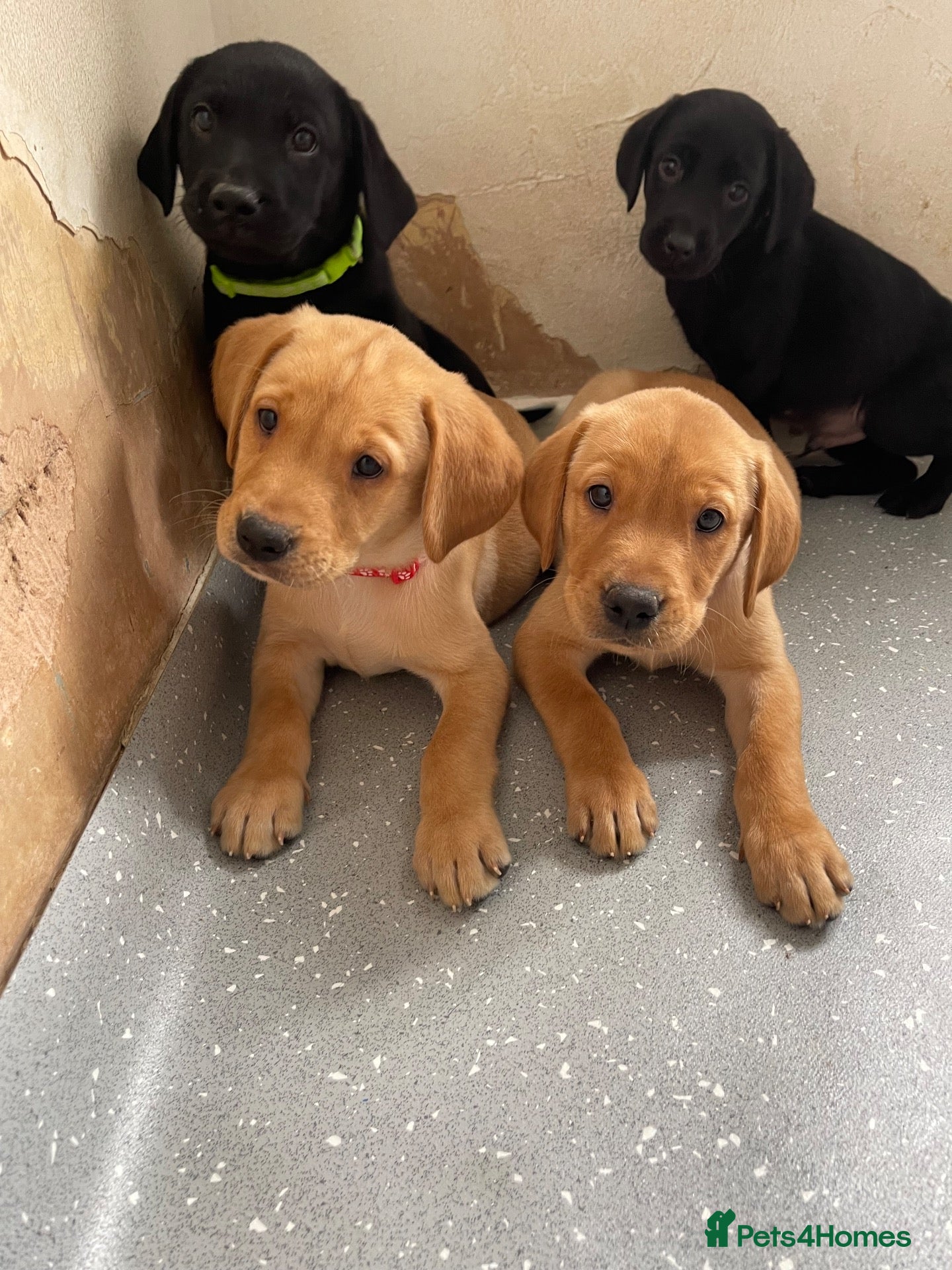Labrador Retriever dogs Beautiful KC Labrador Pups - Advert 1